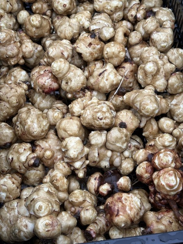 1 LB Jerusalem Artichoke Planting Stock Tubers