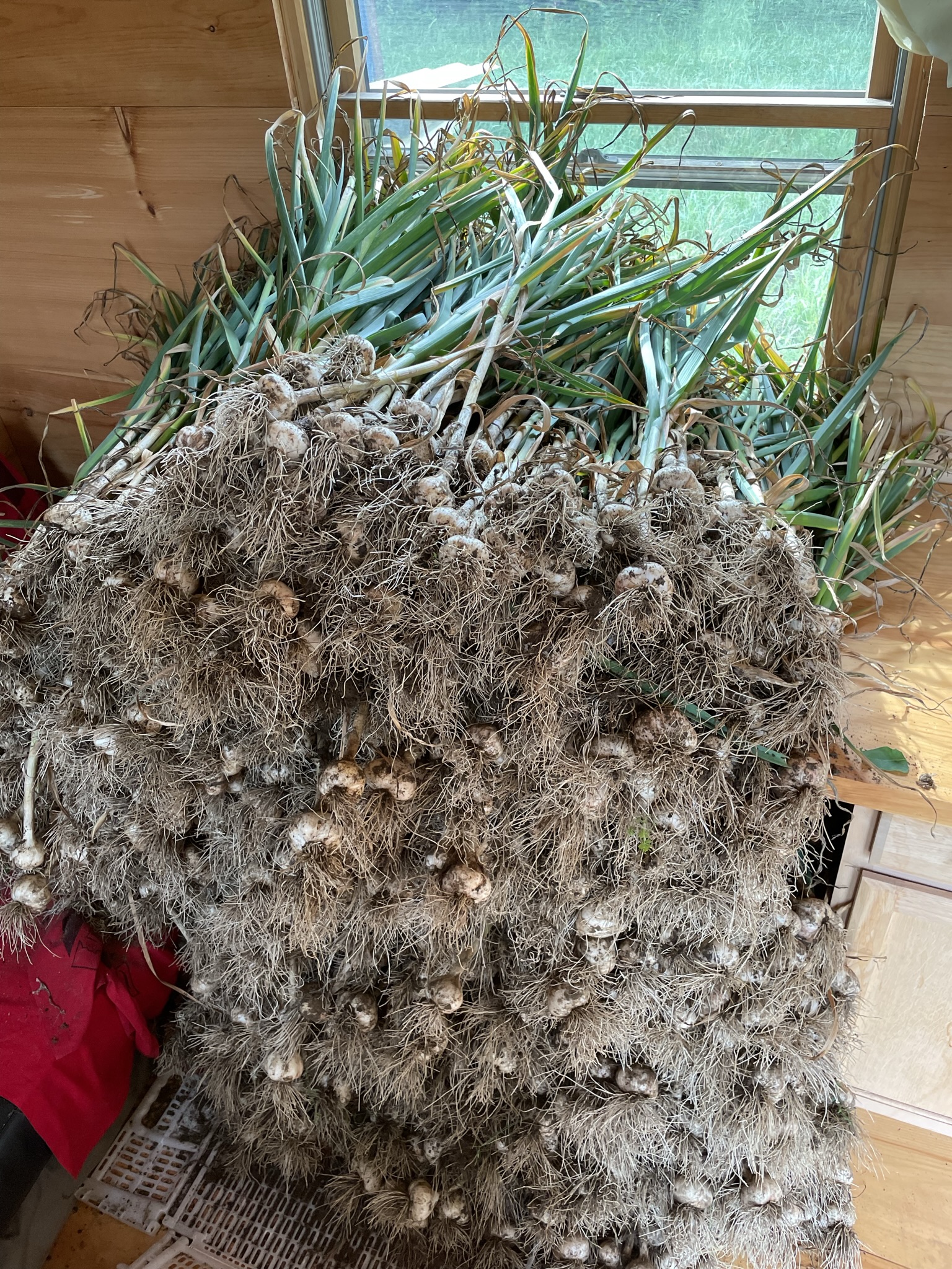 German Extra Hardy Table Garlic 1 LB PREORDER - Image 2