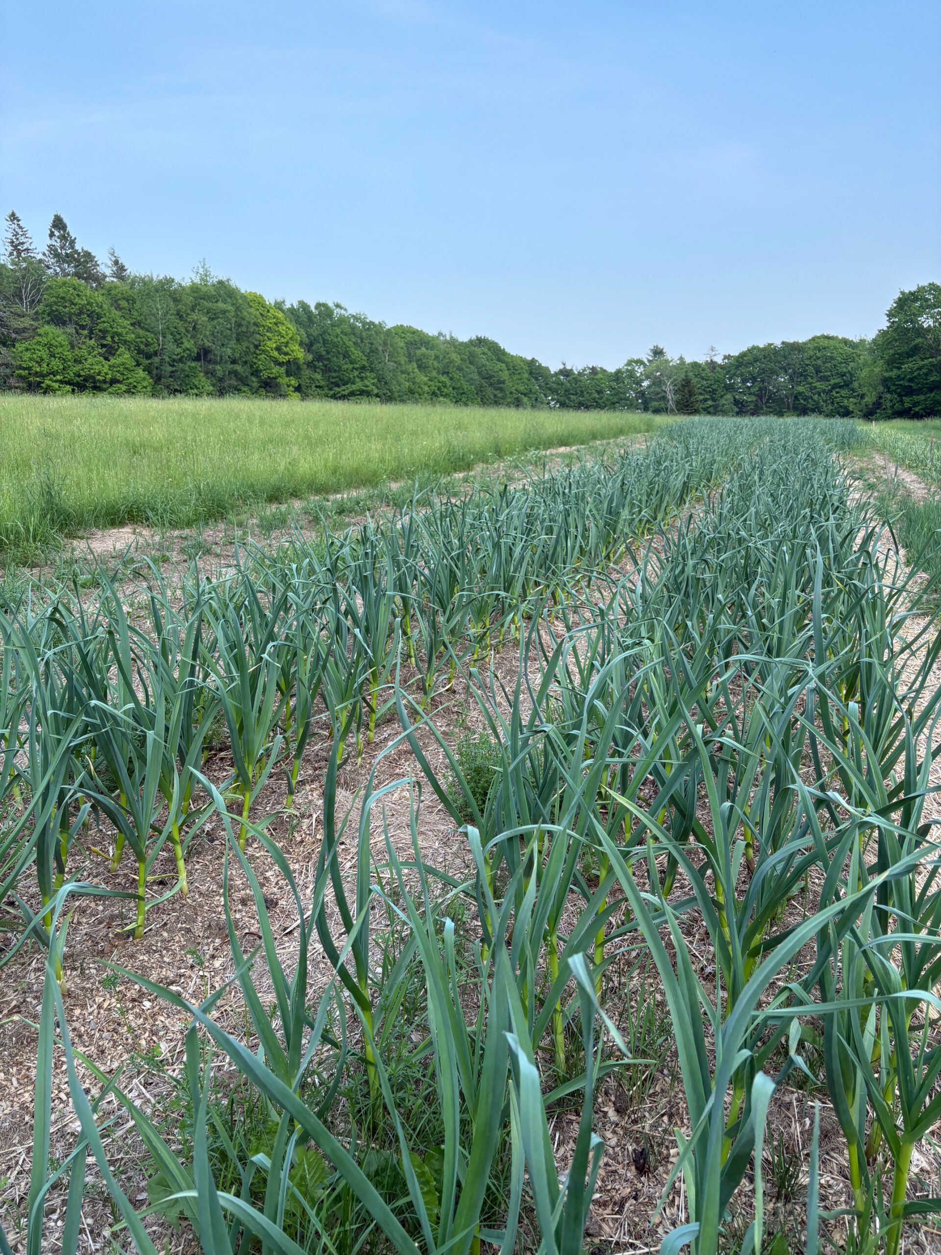 Italian Music Jumbo Seed Garlic 1 LB PREORDER - Image 4