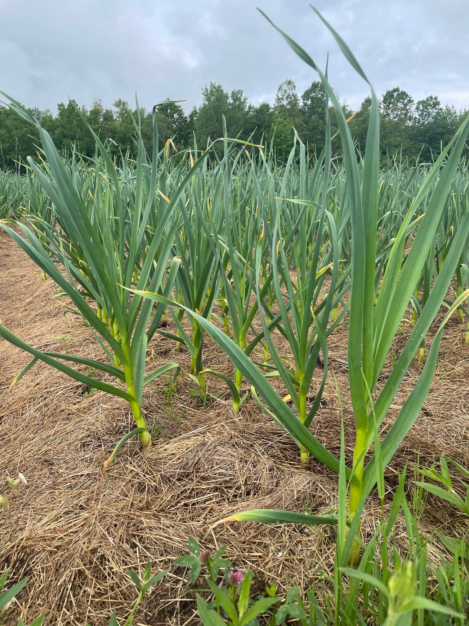 German Extra Hardy Table Garlic 1 LB PREORDER - Image 5