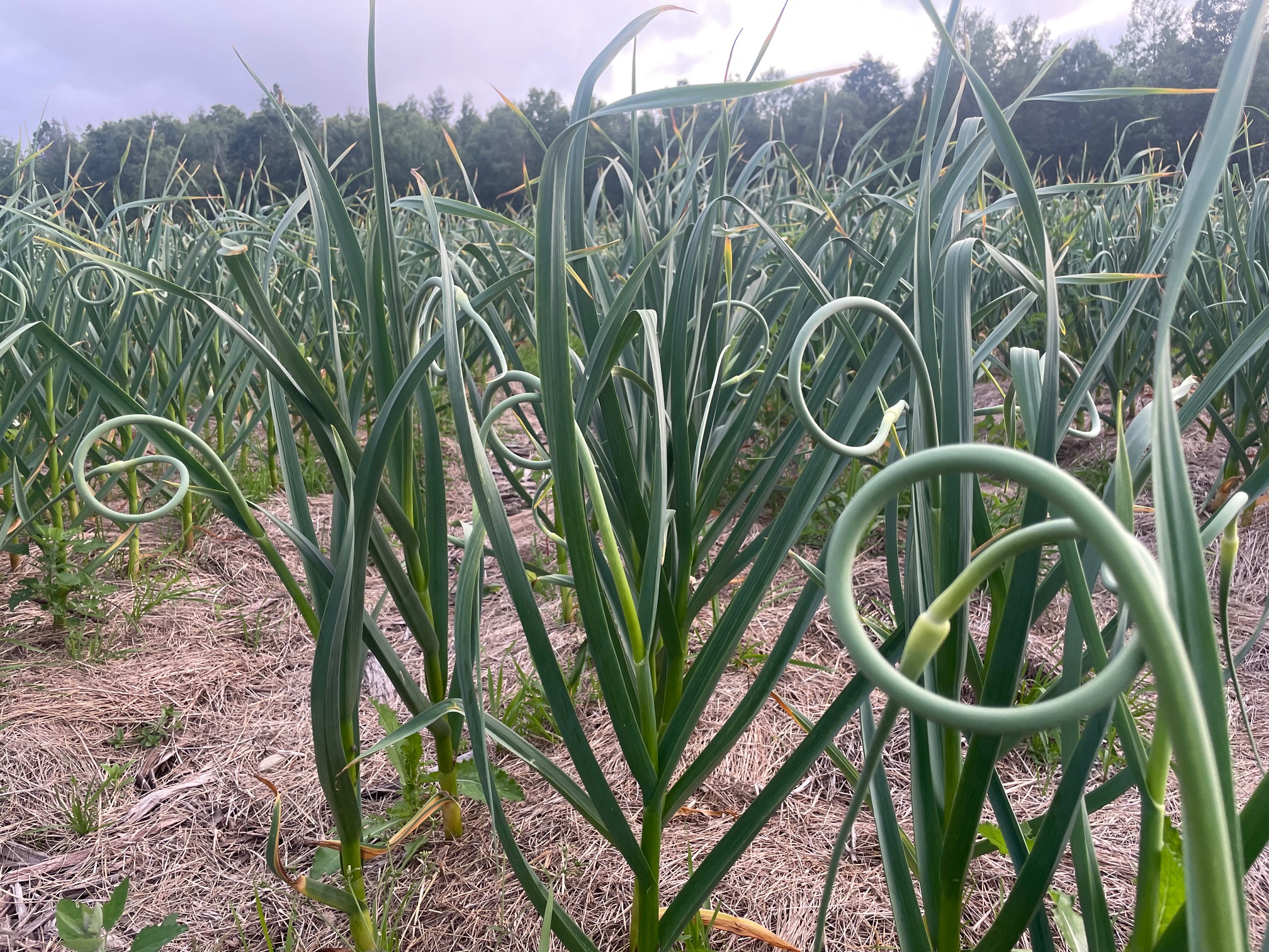German Extra Hardy Table Garlic 1 LB PREORDER - Image 7