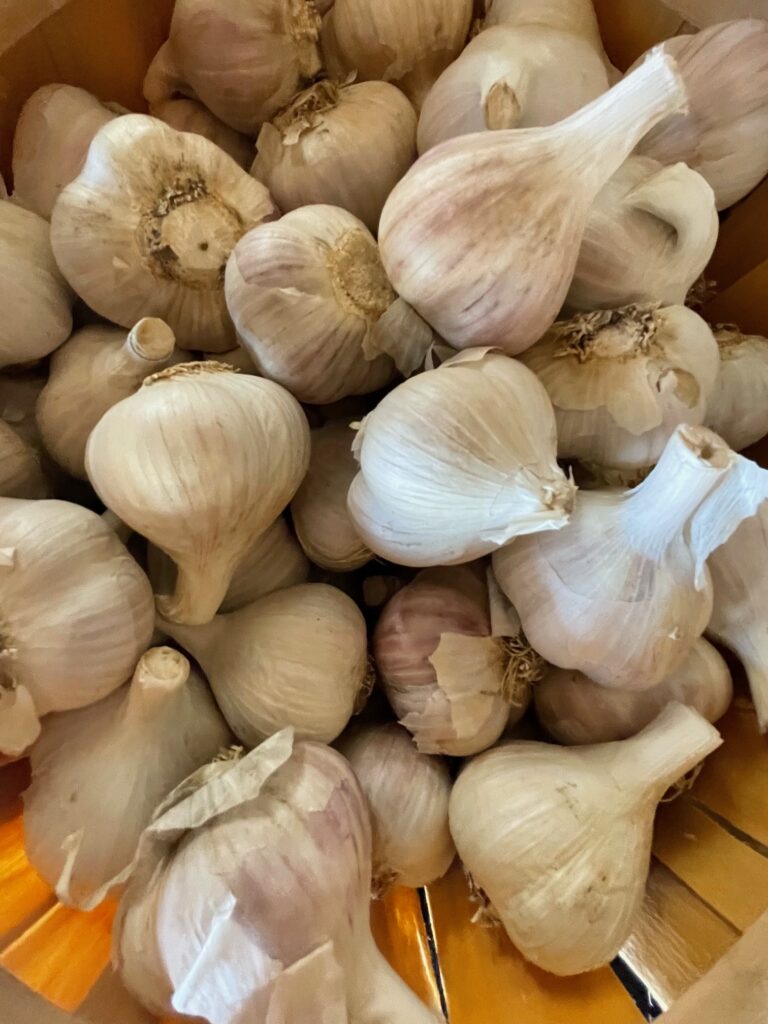 German Extra Hardy Table Garlic 1 LB PREORDER