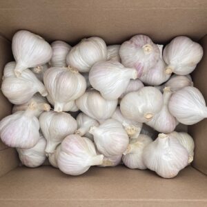 Italian Music Large Seed Garlic 10 LB Bulk Price PREORDER