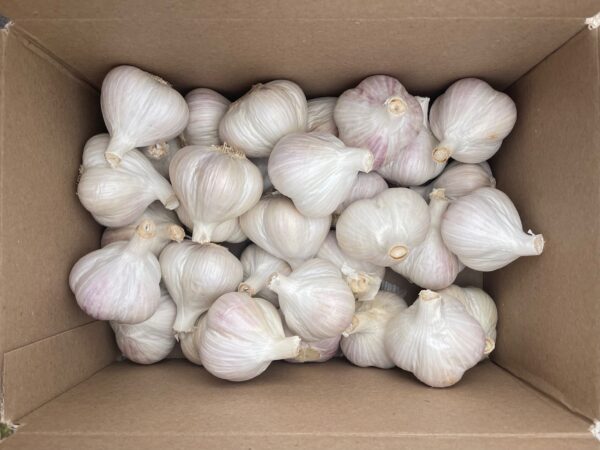 Italian Music Large Seed Garlic 10 LB Bulk Price PREORDER