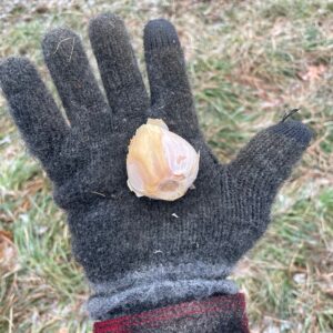 Italian Music Jumbo Seed Garlic 10 LB Bulk Price PREORDER