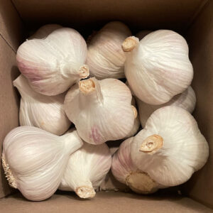 German Extra Hardy Jumbo Seed Garlic 1 LB PREORDER