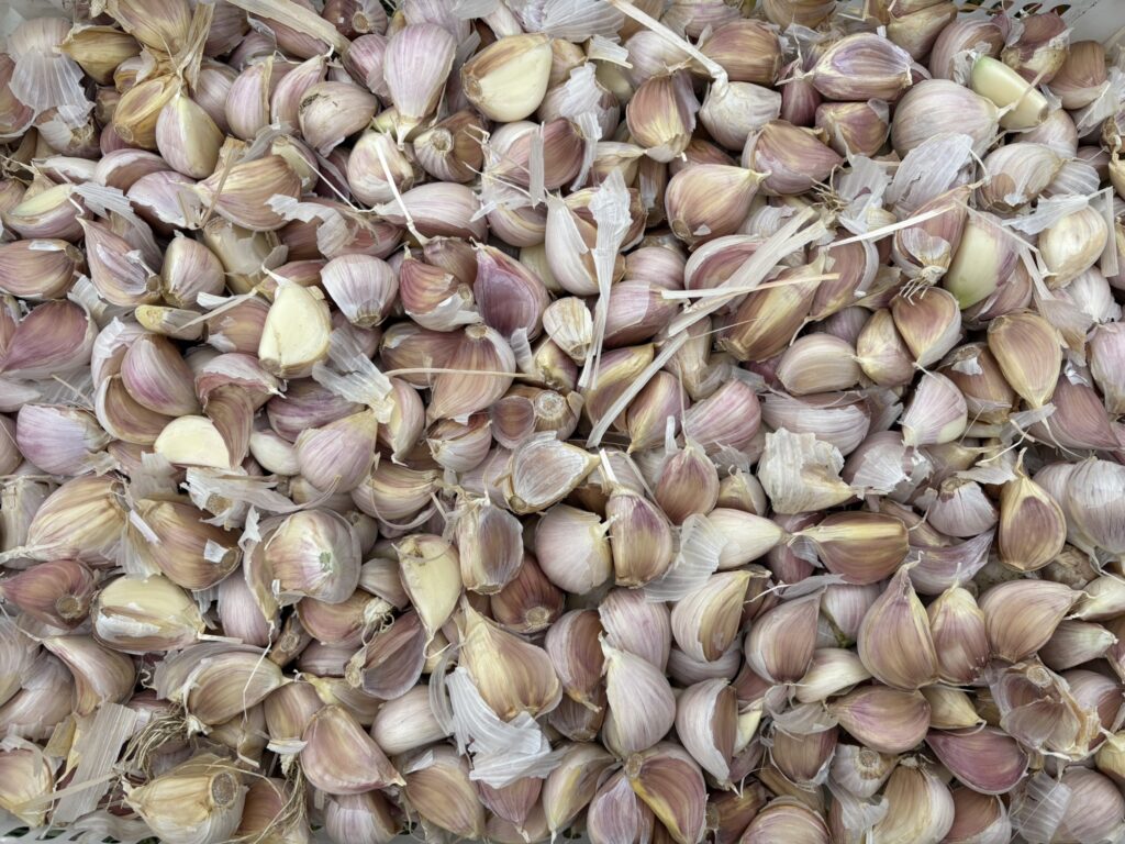 German Extra Hardy Standard Seed Garlic 5 LB Bulk Price PREORDER