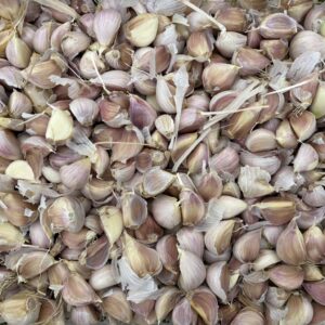 German Extra Hardy Standard Seed Garlic 1 LB PREORDER