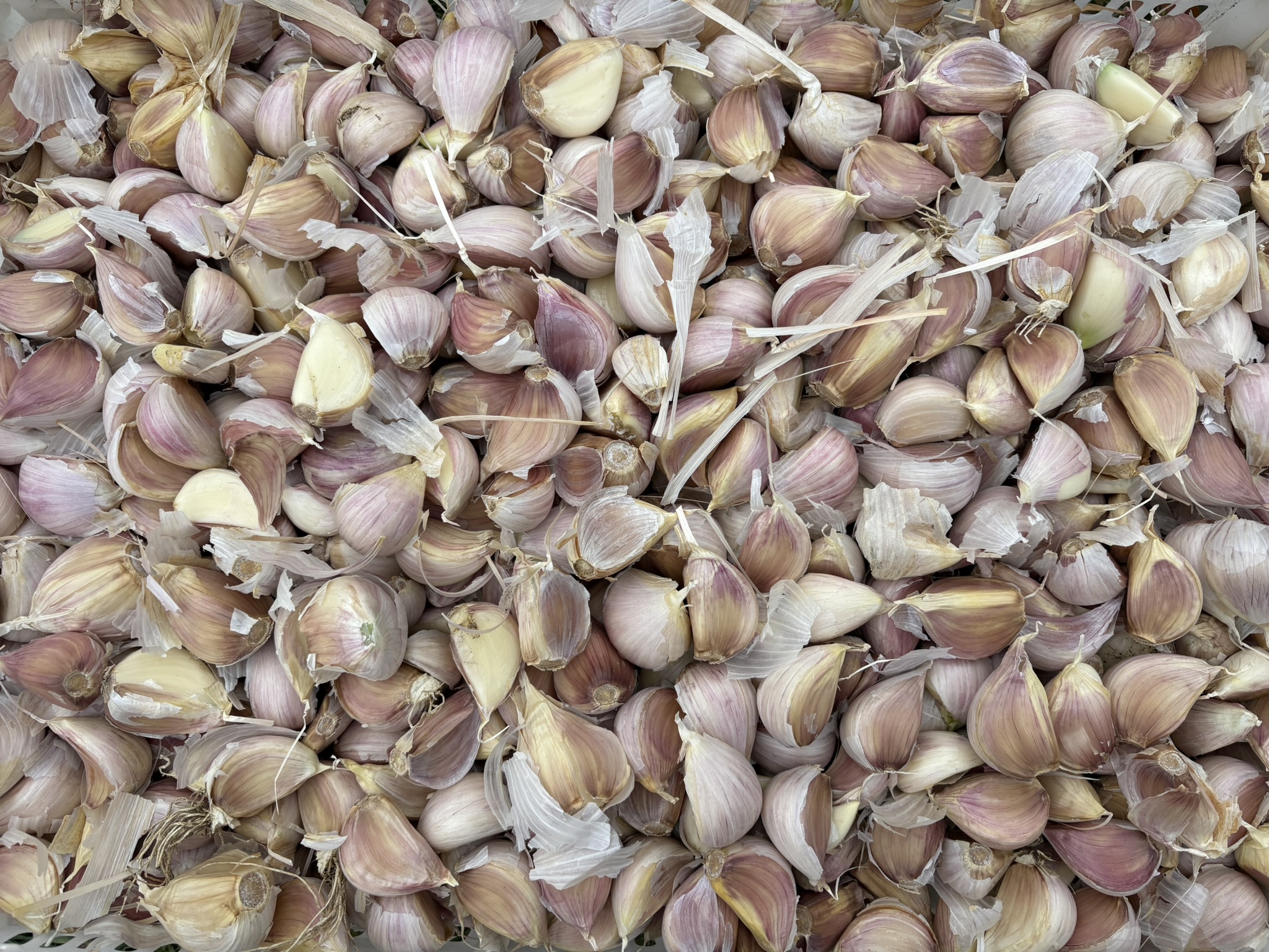 German Extra Hardy Standard Seed Garlic 5 LB Bulk Price PREORDER