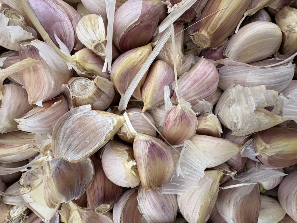 German Extra Hardy Large Seed Garlic 1 LB PREORDER
