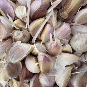 German Extra Hardy Large Seed Garlic 1 LB PREORDER