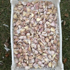Italian Music Standard Seed Garlic 1 LB PREORDER