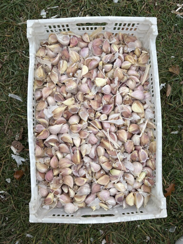 Italian Music Standard Seed Garlic 1 LB PREORDER