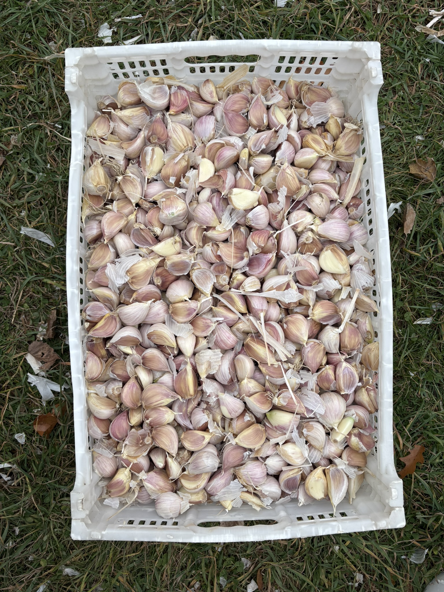 Italian Music Standard Seed Garlic 5 LB Bulk Price PREORDER